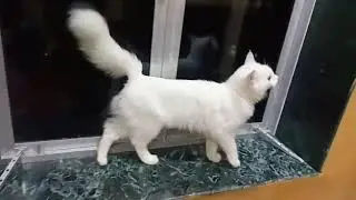Pathansaab
