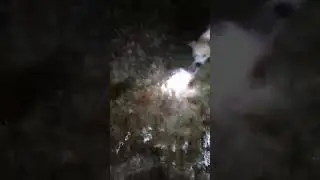 Meet putching!! The Island 🐶 catching 🐙 🏝️
