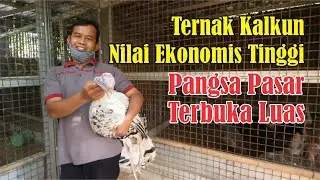 Bantul Kalkun Farm || Sukses Pelopori Dunia Peternakan Kalkun