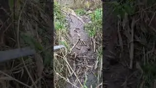 Beaver Trapping Opener 2025/2026 (Set Day)