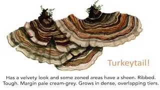 Painting the colourful Turkeytail fungi #Watercolor #Painting #relaxing #mushrooms #foraging #art
