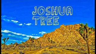 Joshua Tree | 1 Day Trip