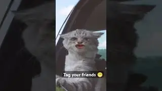 cat video #cat #catshorts #games #colors #trending #treding #funny #lose#love #london #song#sorts#ai