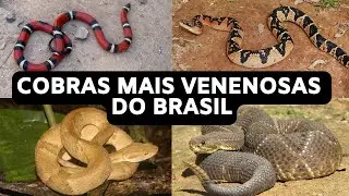 As Cobras mais Venenosas do Brasil