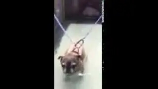 Cute pug therapy