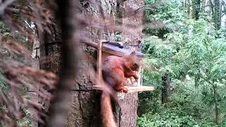 Red Squirrel Feeding Activity at Mount Stewart Squirrel Hide