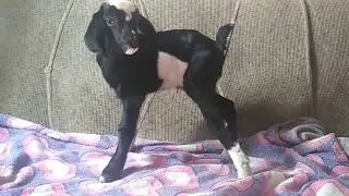 VID 20190326 101809