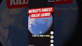 Quirky Facts - INDONESIA - This Deadly Lizard Only Lives in Indonesia