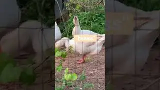 Goose Hisses Like a Snake