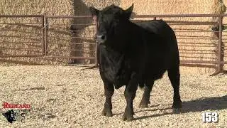 Redland Angus Lot 153