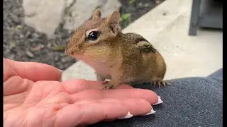 CHIPPY the Chipmunk