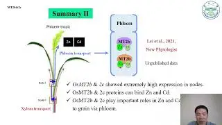 Breeding for low-Cd and high-Zn crops to enhance mineral security and grain quality