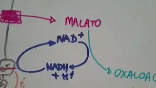 Lançadeiras