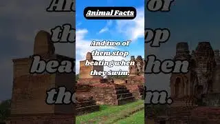Ultimate Fun Facts Collection &ndash; Get Smarter Fast!