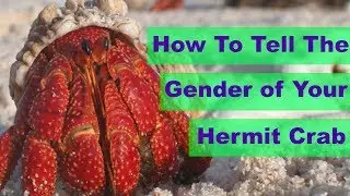 How To Tell The Gender Of A Hermit Crab | Sex Your Hermit Crab | Best Land Hermit Crab Care Guides