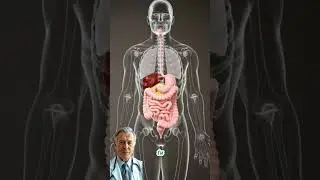 &iquest;Sab&iacute;as que este alimento puede apoyar tu digesti&oacute;n diaria?