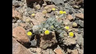 Trichoptilium incisum (yellow dome)