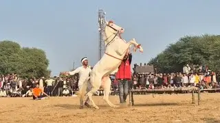 Epic Ghoda (Horse) Dance 2025 | Viral Traditional Dance with Latest Hit Song