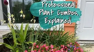 The Secret(s) to Successful Plant Combos | The Barefooted Gardener