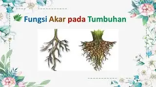 Fungsi Akar pada Tumbuhan