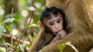 Adorable from Day One 💖 Newborn Baby Monkey Moments