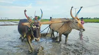 Western Bullocks Ploughing Video | Bullock Video