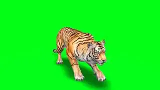 tiger attack green screen video