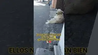 SUS&Ccedil;RIBETE Y DALE LIKE PARA PODER AYUDARLOS❤🐕😥 #pets #AYUDAANIMAL #AYUDANDO #CALLEJEROS #DOGSLIFE