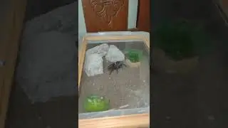 My first pet Tarantula! (Inspired by Exotic Lair)
