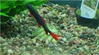 Fish Tanks & Aquarium Maintenance : How to Clean Rocks from a Fish Tank