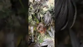 Cut day for the Green Crack ✂️ love how this one came out .. will post final results after cure ‼️
