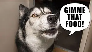 Husky's Weird Way Of Asking For A Food | Subtitled