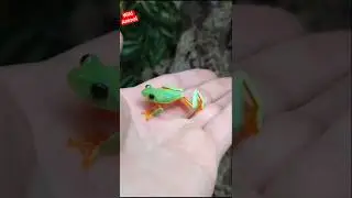 Animals transfarmation #animals #animalstransformation #frak #pets #shorts #shortvideo #subscribe