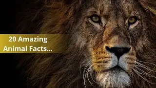 Top 20 Amazing Animal Facts You Didn&rsquo;t Know!