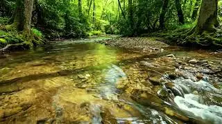 Forest Paradise Ambience, Birds Singing and Gentle Stream Flow, Soothing Natural Relaxation ASMR