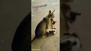 Tiny paw big energy🐾✨#cat#cuteanimals#kitten#kitty#short#trending #trendingshorts#mom#love#dingdong