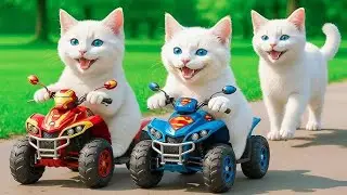 Mama Cat Trims Fur on the Farm and Makes Tiger Hat For Kittens At Home🐾🎩🐯