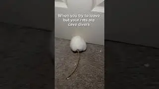 Happens every time 🙄 | #rat #ratcommunity #pets #funny #trend #cavedivers #petrats #ratshorts