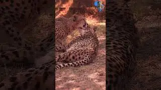 Cheetah Brothers Bonding #animals #nature #cheetah #bigcat #cat #cats #bonding #brother #africa