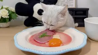 cat eat meatslices 🥩🥚🍳|cat eating sliced meat 🐓| ASMR cat mukbang #cat #cats