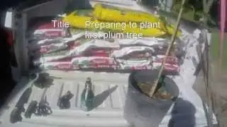 planting low chill plum tree in mini orchard