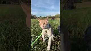 Harness Training A Blind Cat #shorts