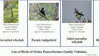Birds of Order Passeriformes Family Viduidae whydah indigobird Cuckoo-finch