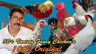 30+ variety's fancy chicken  100% original | அலங்கார கோழிகள் #fancychicken #orginialfancychicken