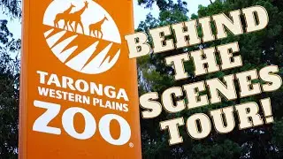 ACCESS BEFORE OPENING :  Taronga's Western Plains Zoo Dubbo Early Morning Walk