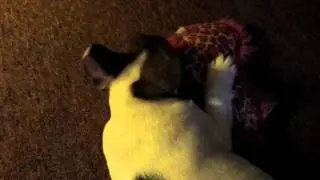 French bulldog puppy playing with stuffed heart