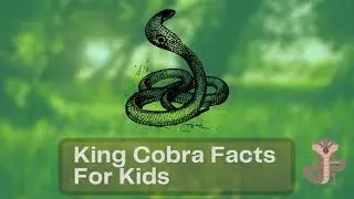 King Cobra Facts For Kids