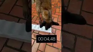 WHO EATS FASTER? (Male Malinois vs  Female Malinois) #shorts