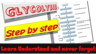 Glycolysis, Understand It, Memorize It and Never Forget It | Animation