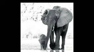 Don't Do That! #untamednature #photography #elephant